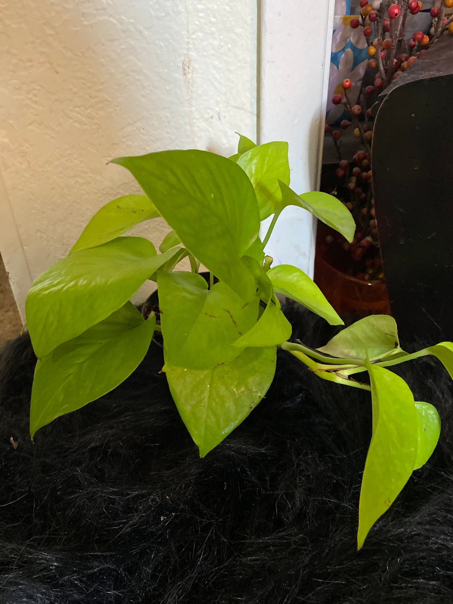 4” Neon Pothos